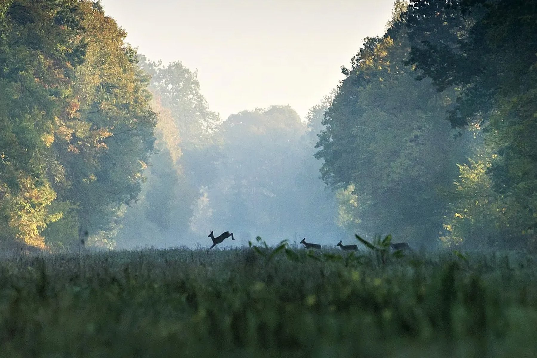 Snagov forest